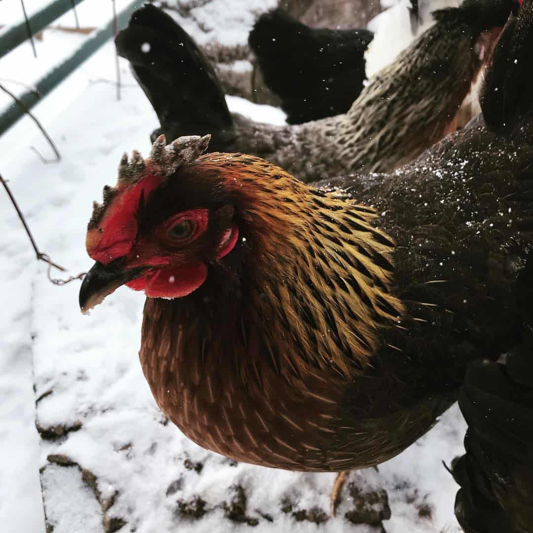 peine de pollo congelado