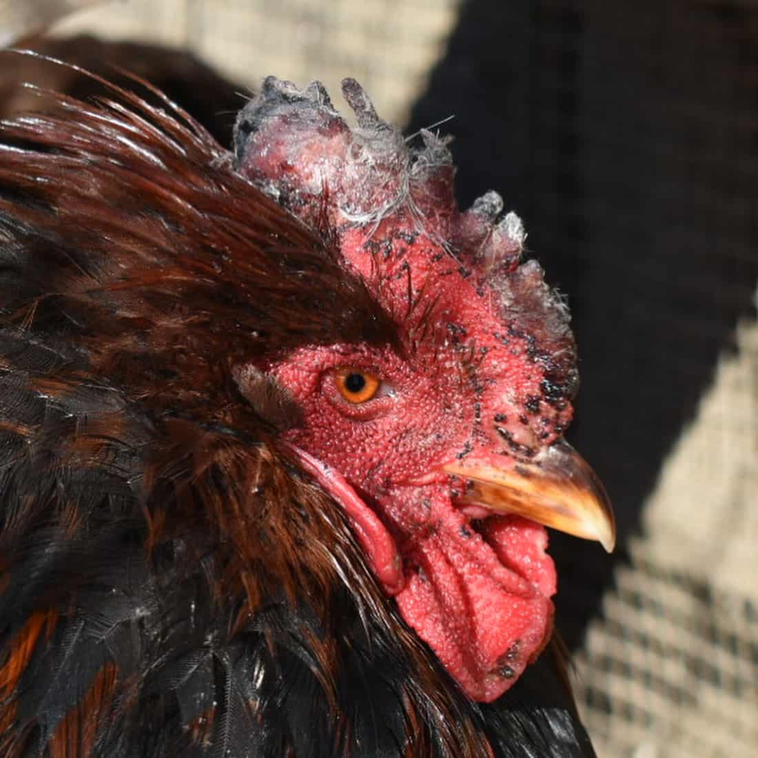 picadura de escarcha en pollos