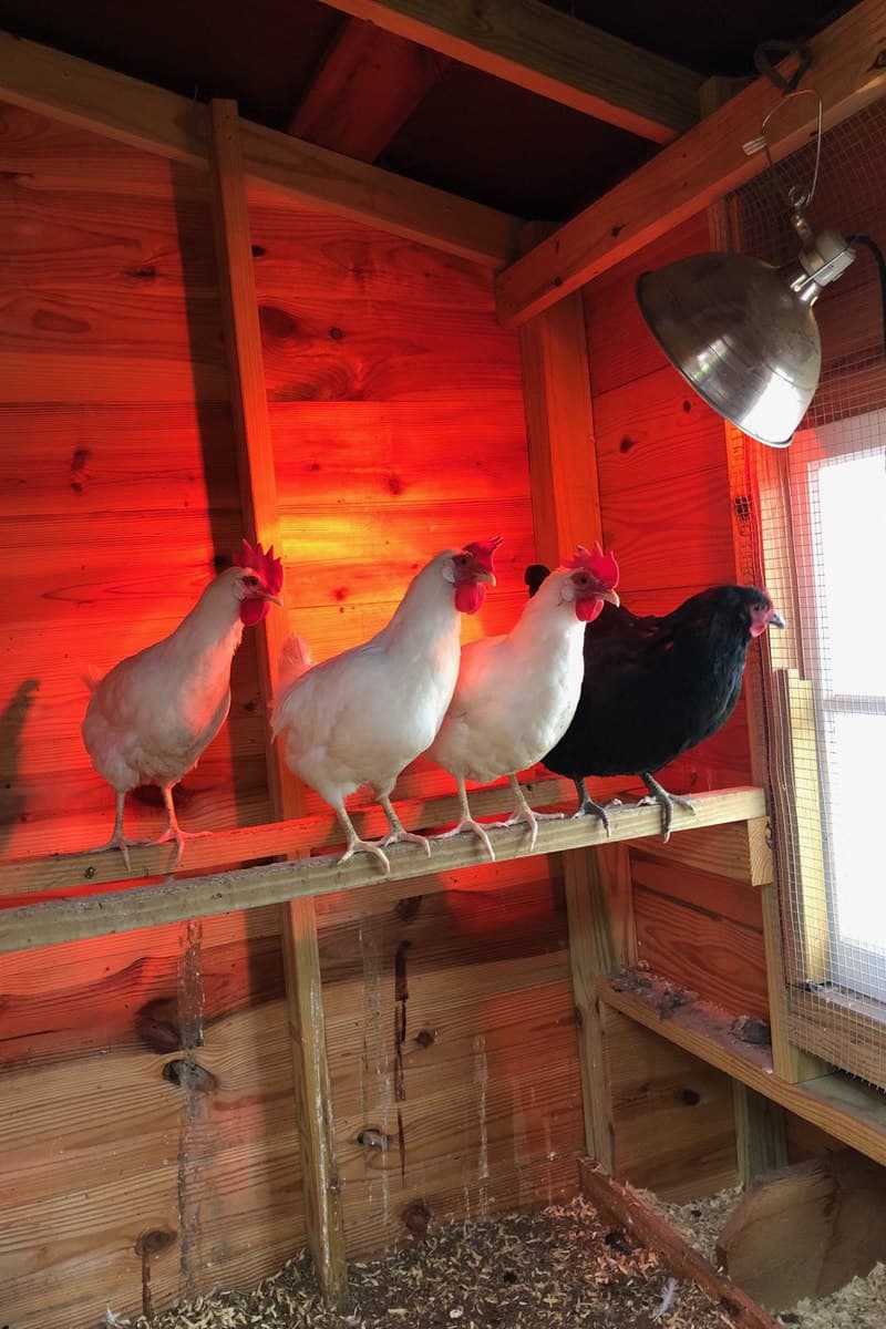 calentar gallinero