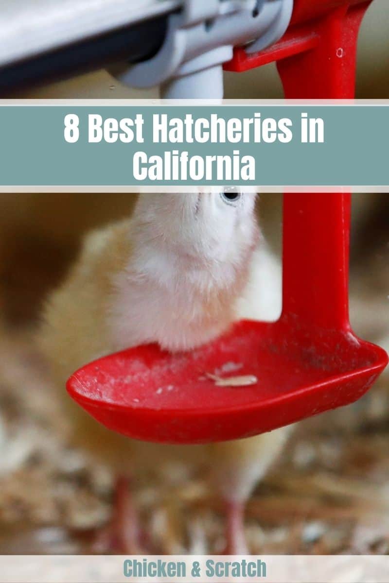 criaderos de pollos california