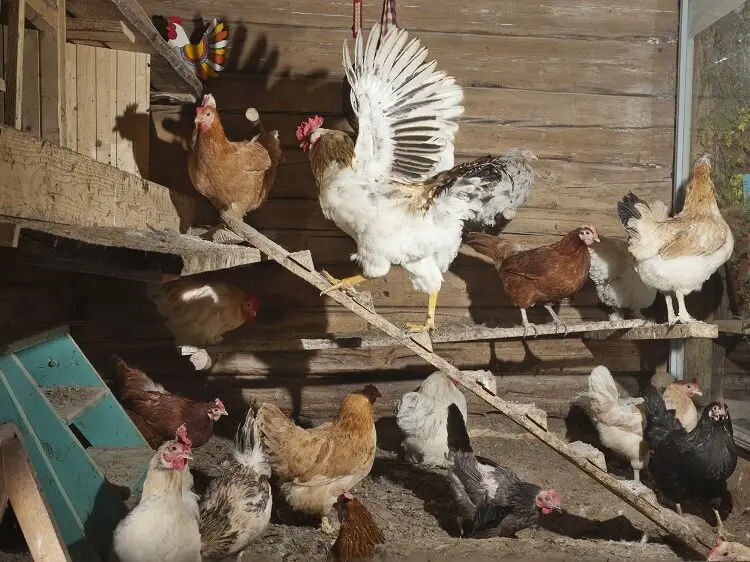 gallo en una percha