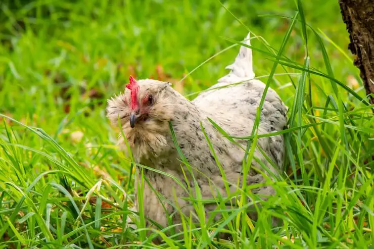 Pollo Ameraucano