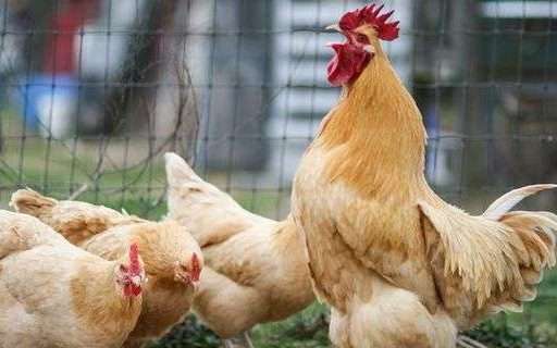 Pollo Raza Turca Raza de pollo Buff • ¡Lo que necesita saber! - Pol y Edro