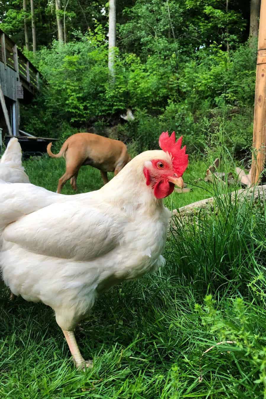 Pollo de enlace ámbar