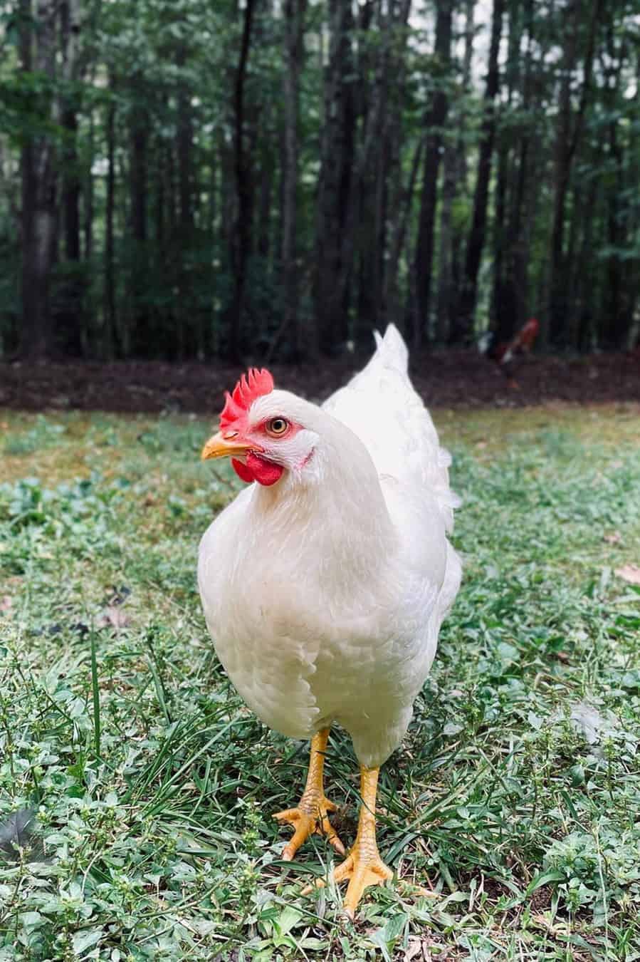 pollos ámbar