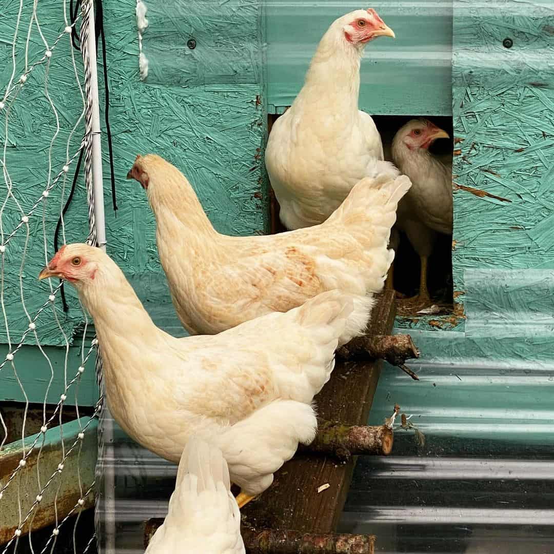 gallina enlace amber