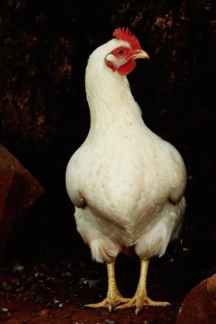 gallinas enlace ámbar