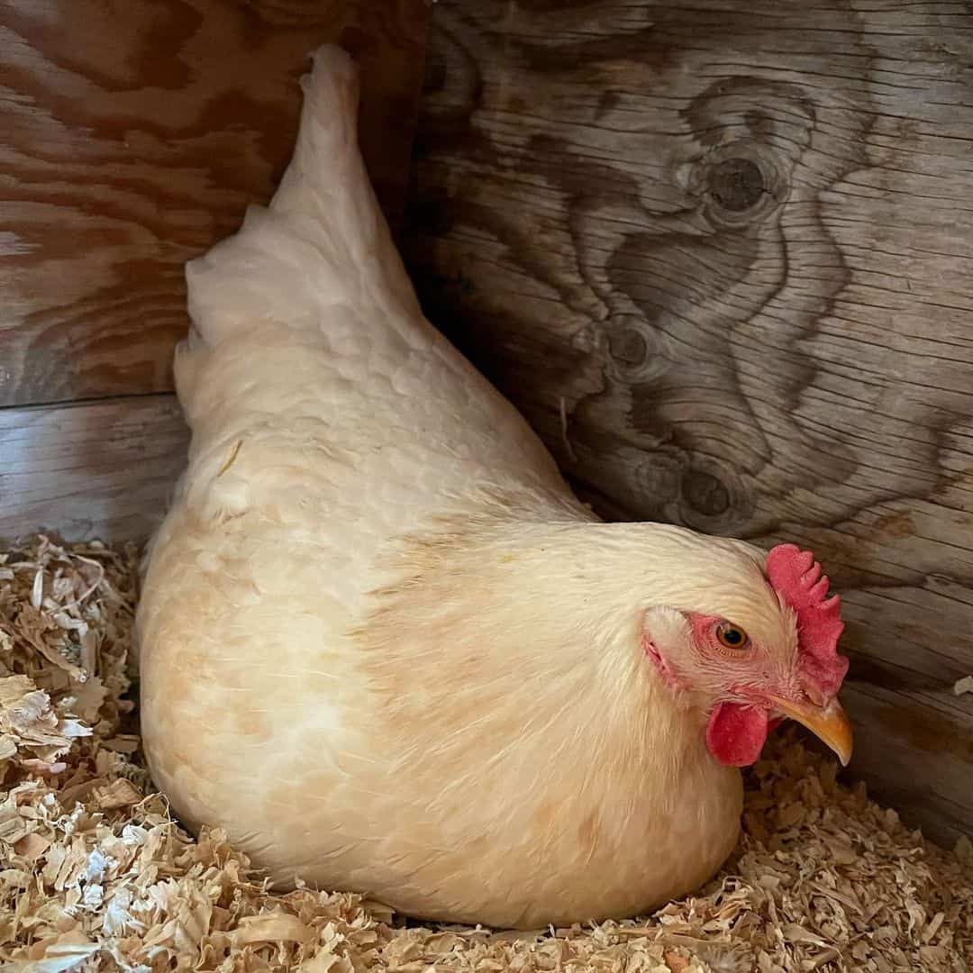 ámbar enlaces pollos
