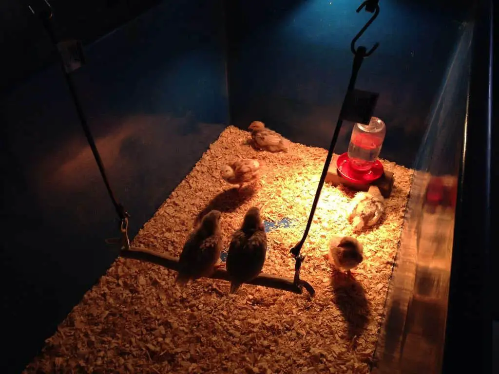 columpio de pollo casero