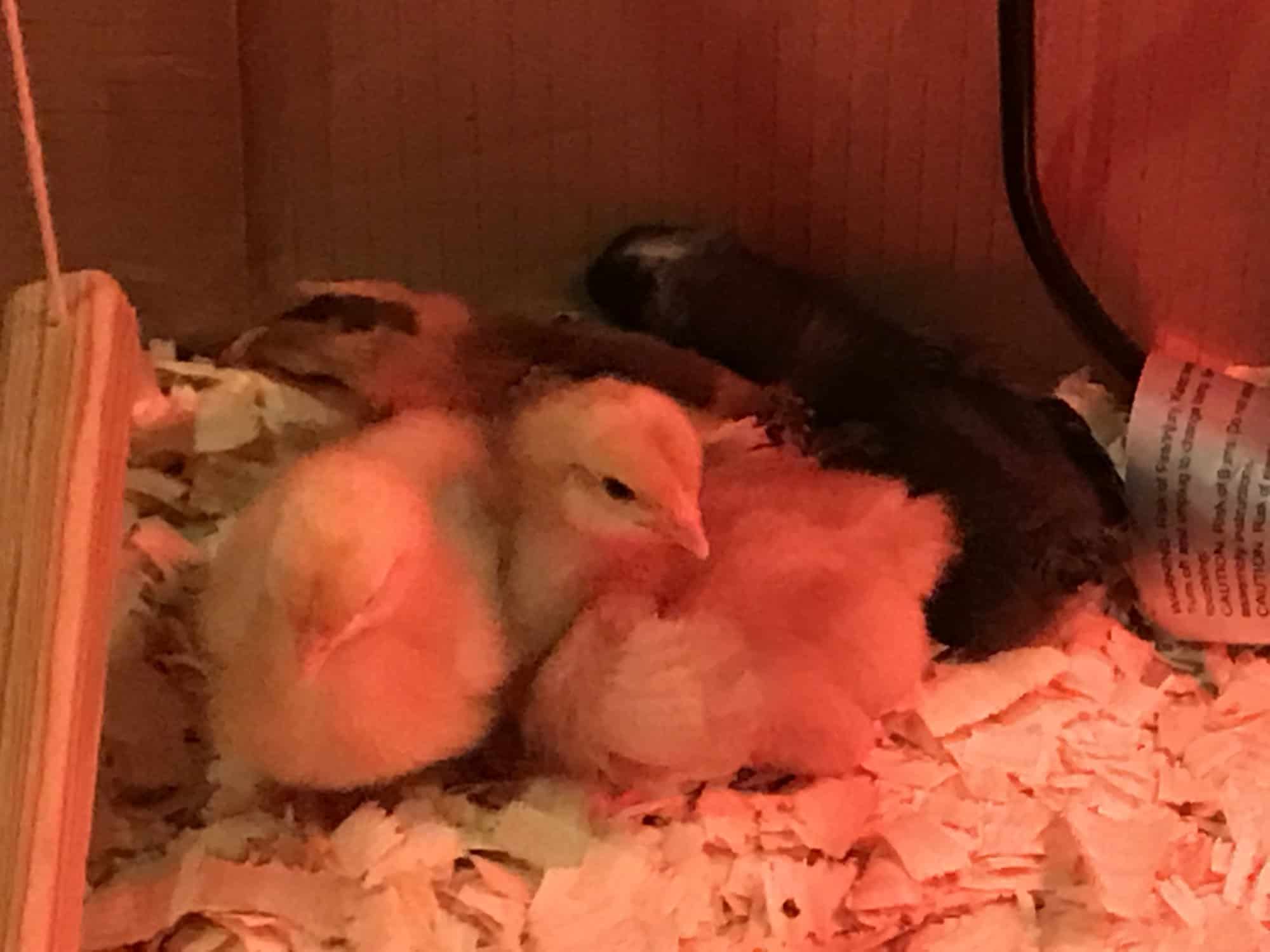 planes de columpio de pollo