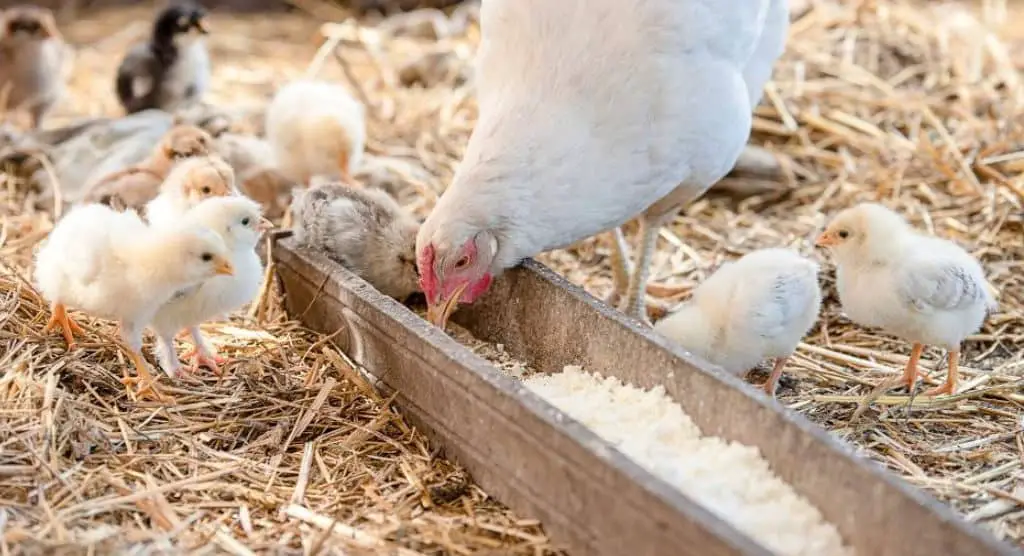 ¿Qué debe alimentar a los pollos?