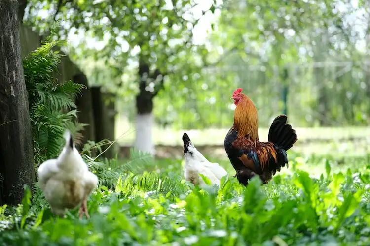 Pollos fuera de itinerancia