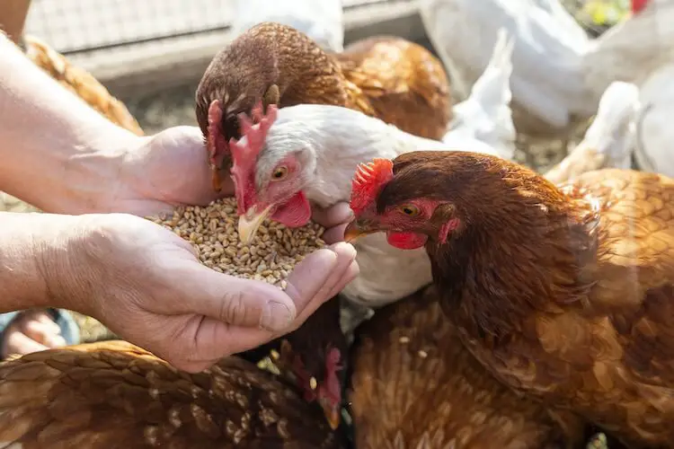 Alimentación de pollos