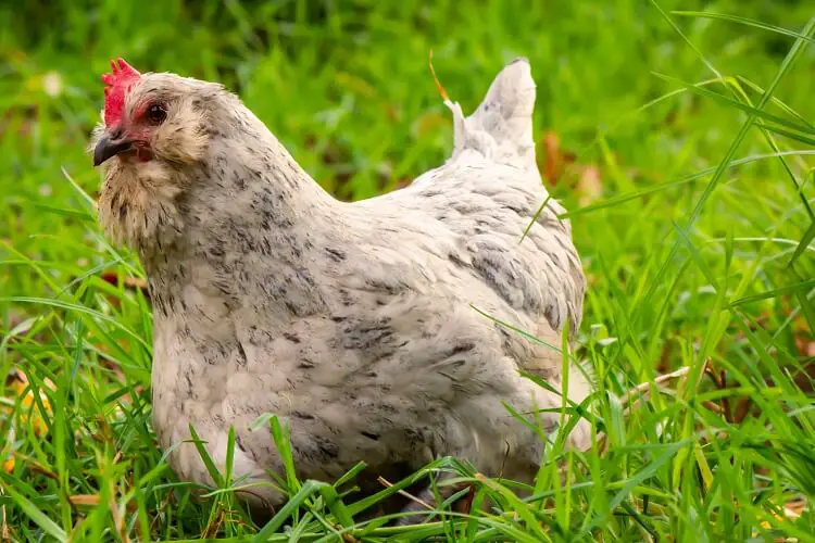 Gallina Ameraucana