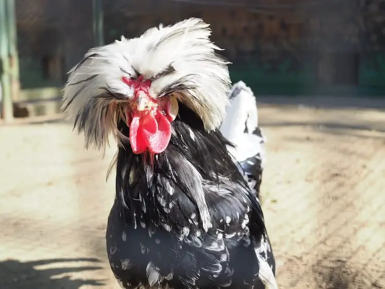 Polaco negro con cresta blanca