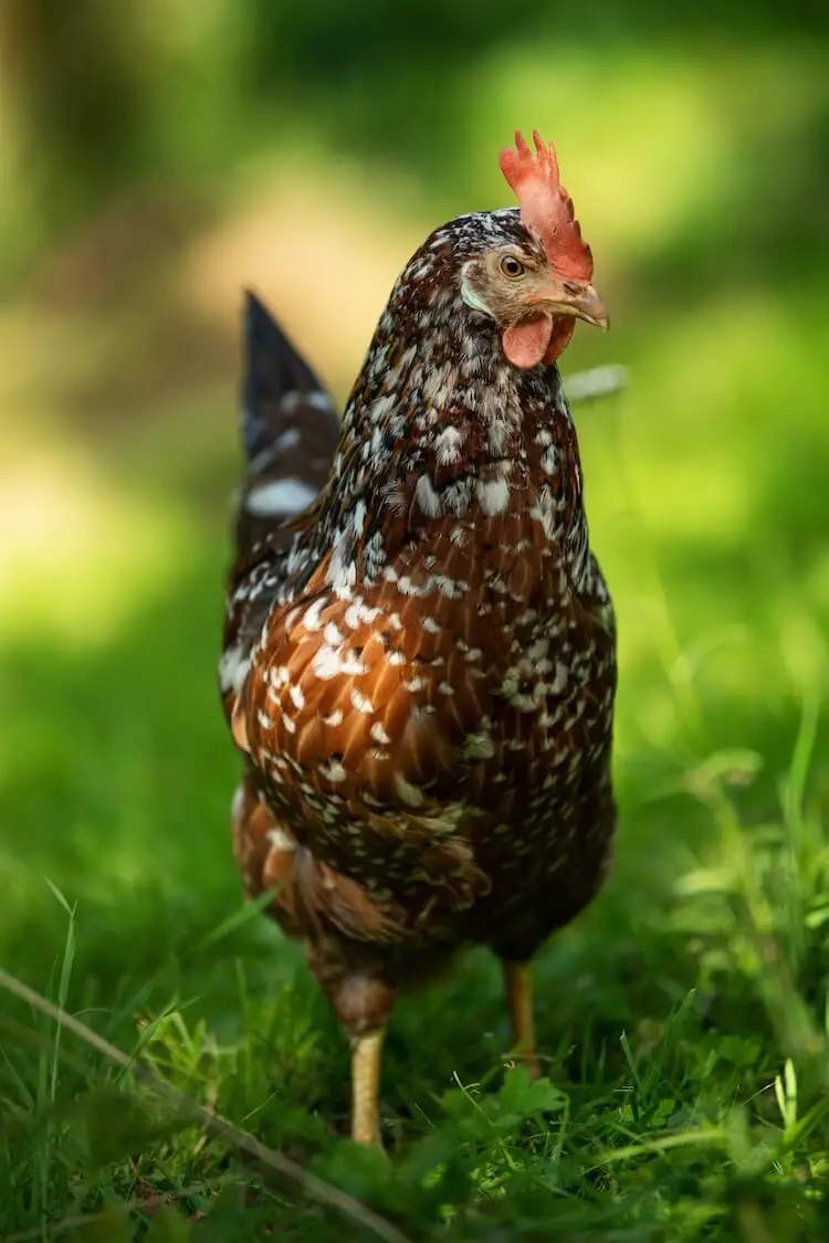 Gallina sueca de flores