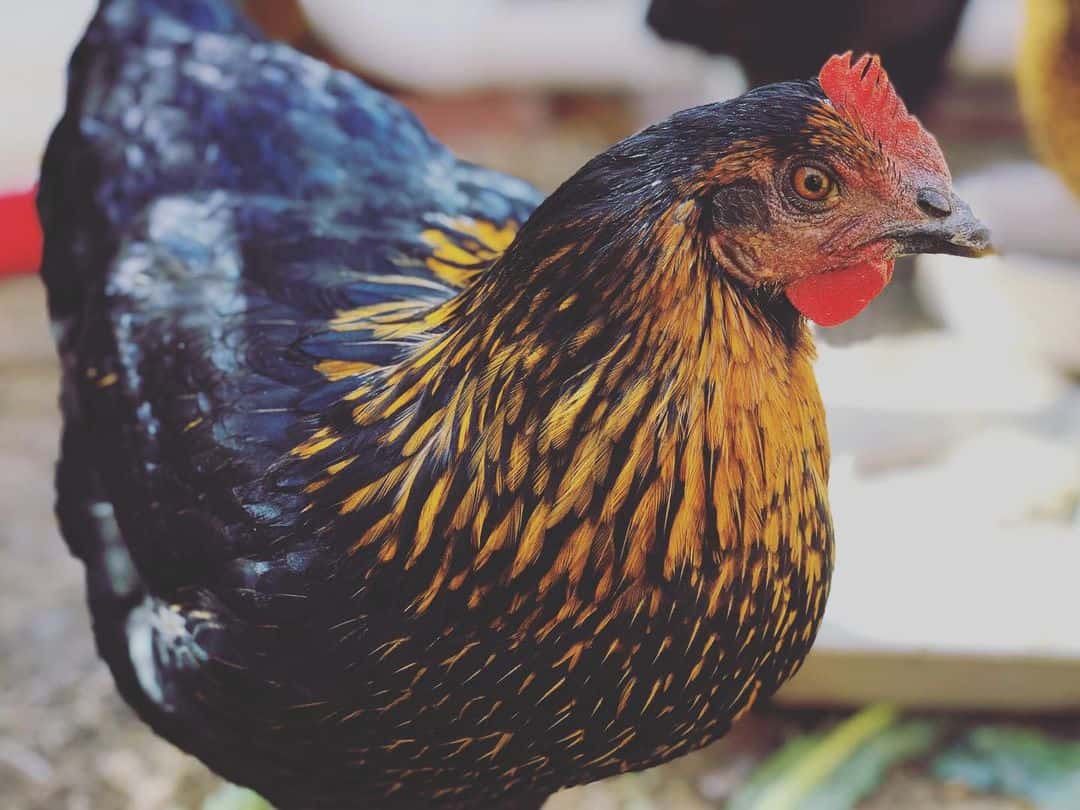 pollo estrellas negras