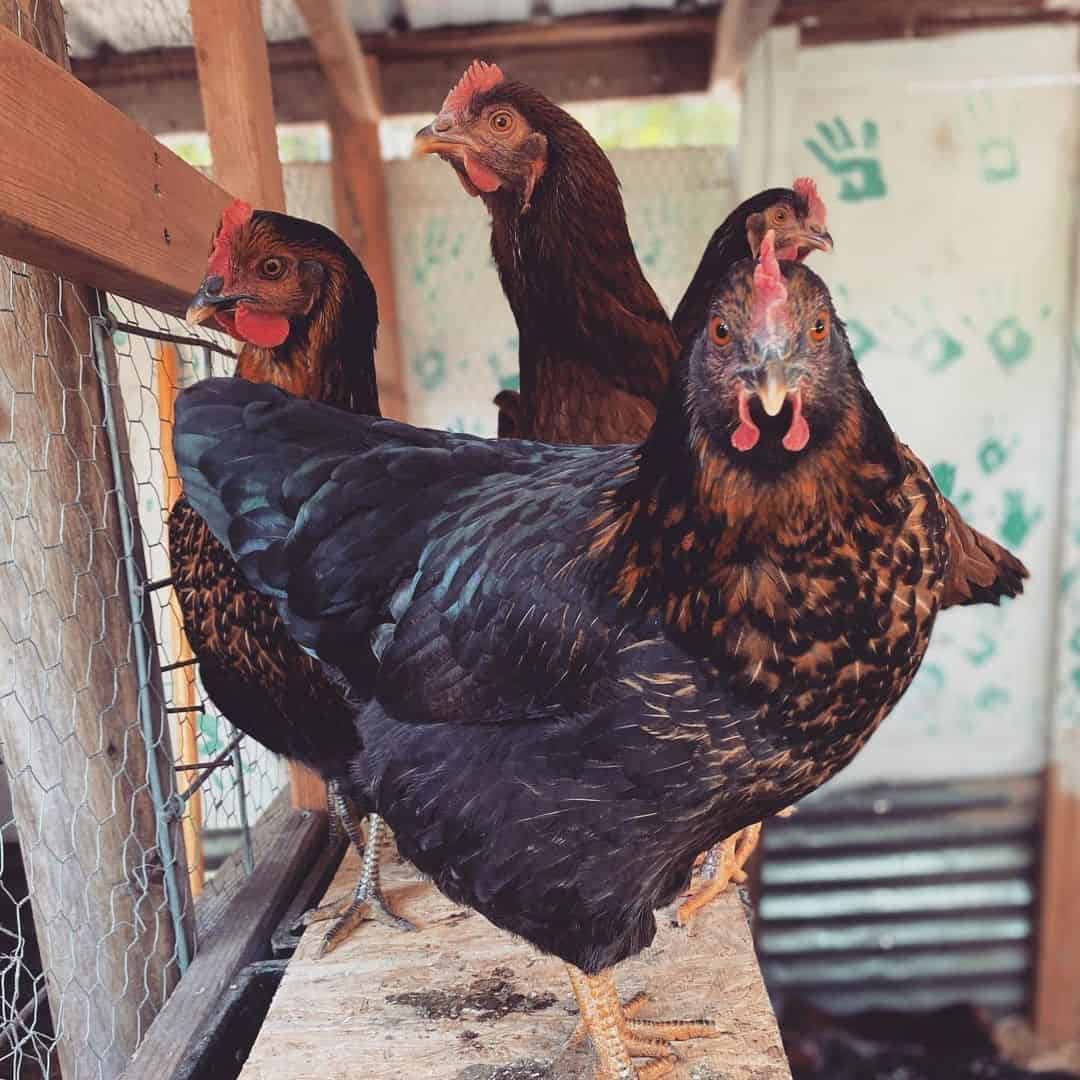 producción de huevos de gallina estrella negra