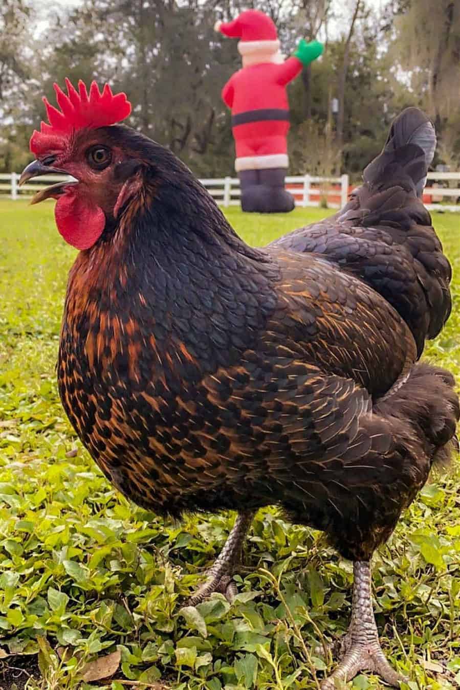 gallo estrella negra