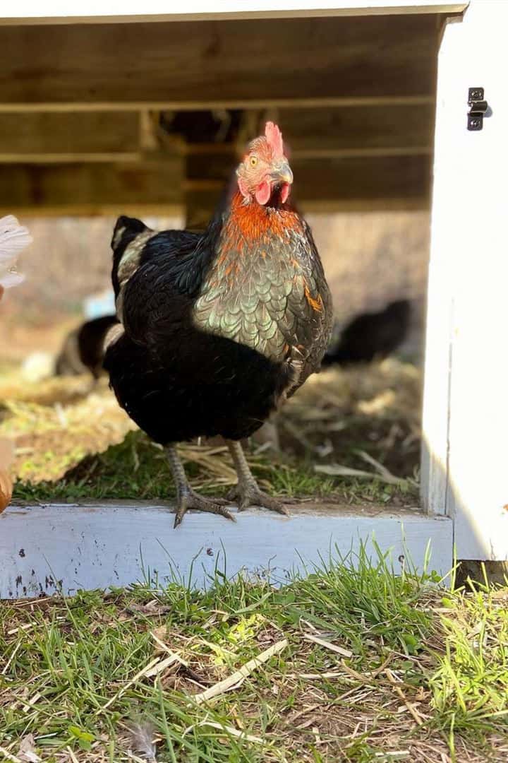 huevos de gallina estrella negra