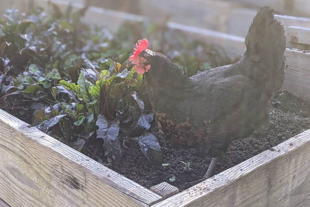 raza de pollo estrella negra