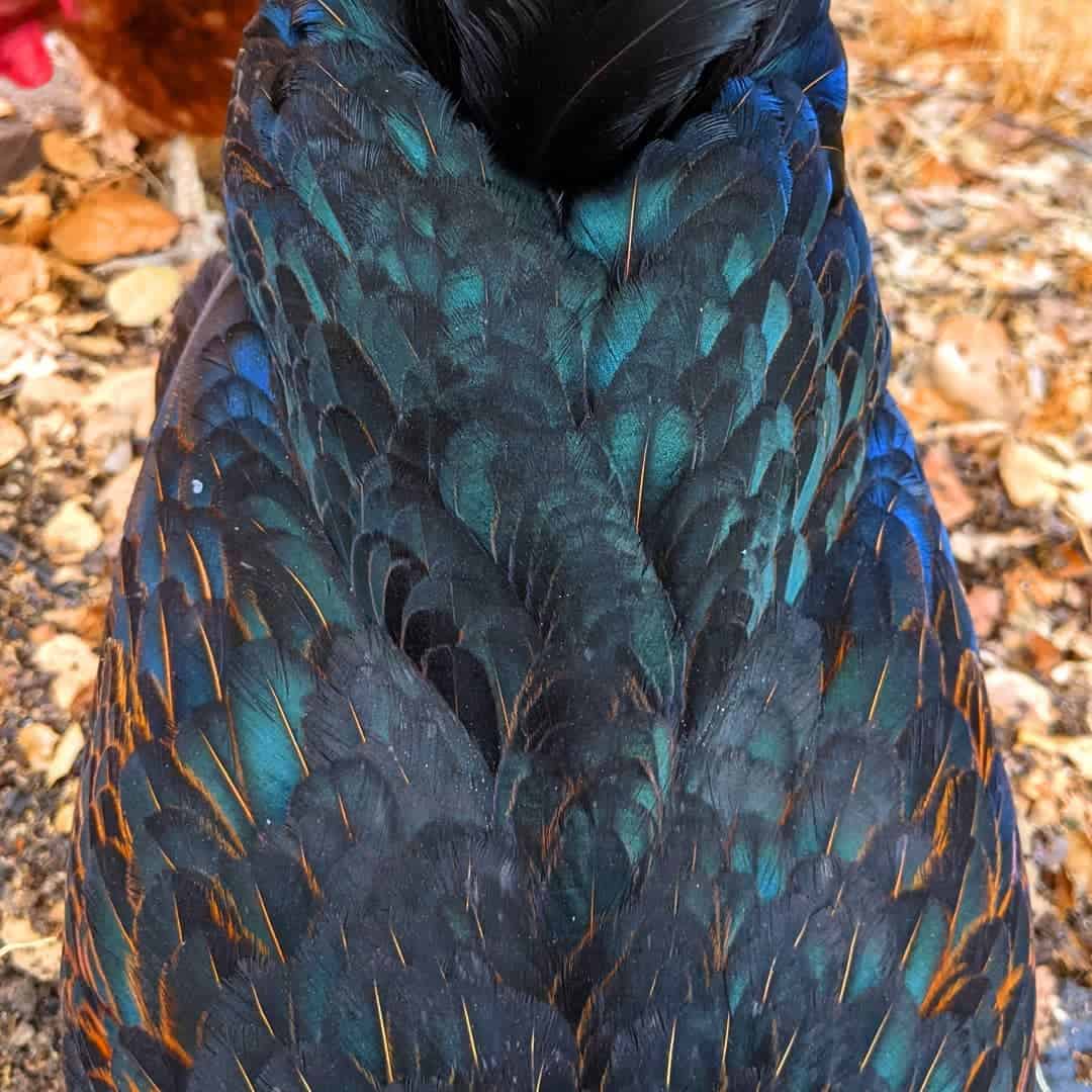 gallina estrella negra