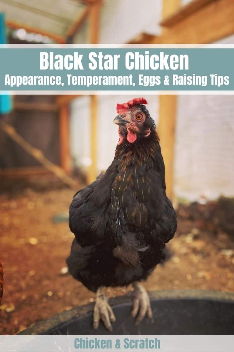 pollo estrella negra