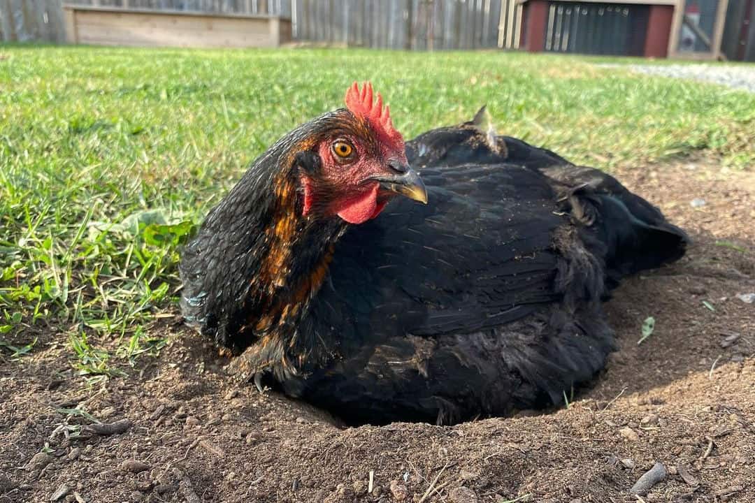 pollo negro y naranja