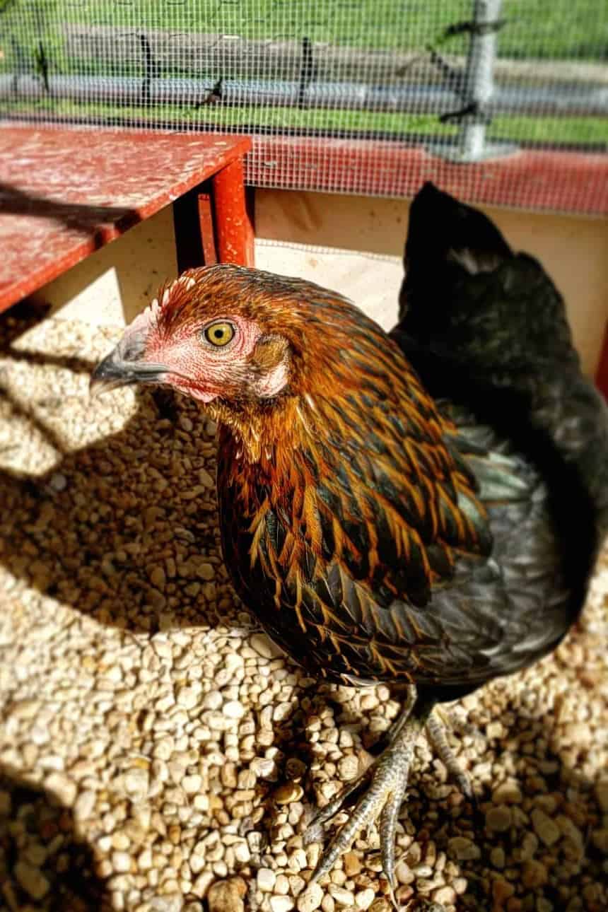 pollos estrellas negras
