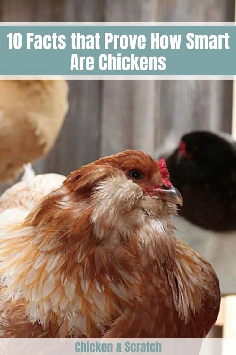 ¿Qué tan inteligentes son los pollos?