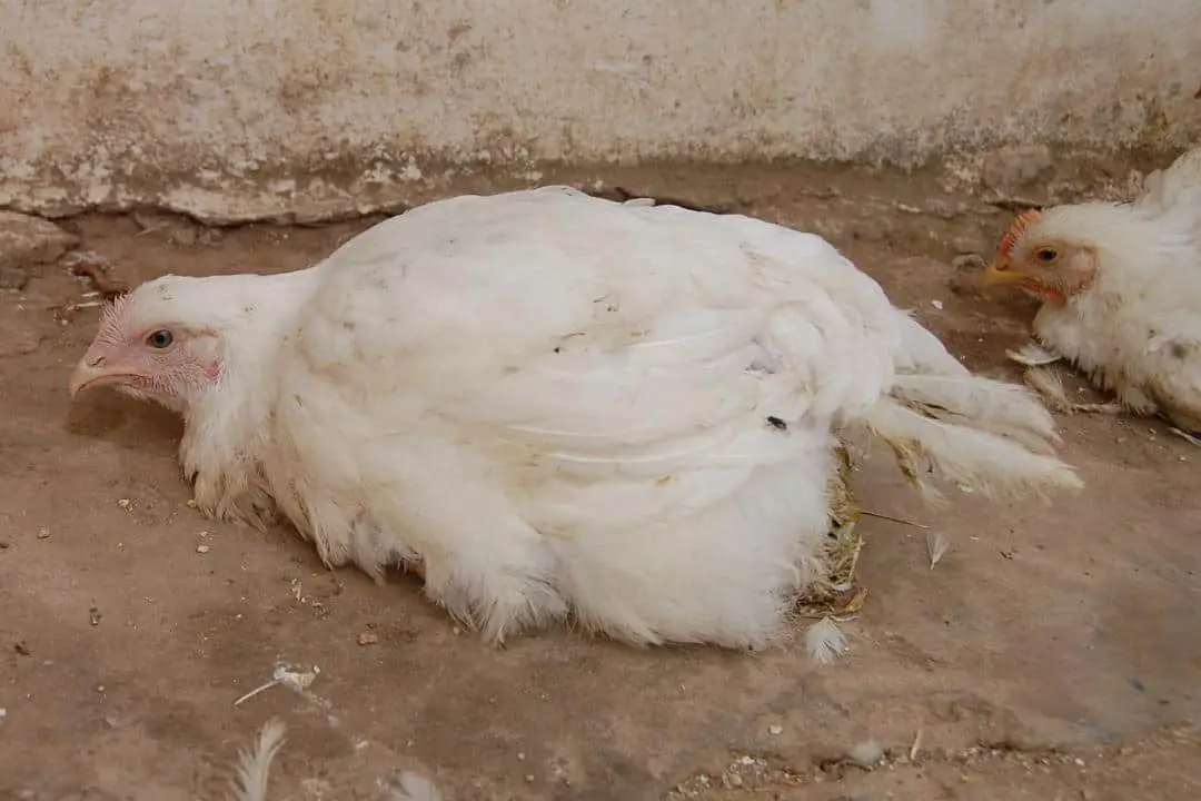 ¿Pueden los pollos estornudar?