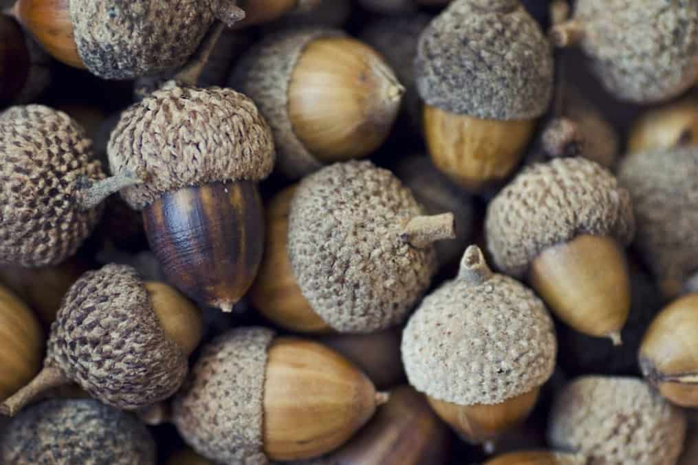 Beneficios de las bellotas para las gallinas