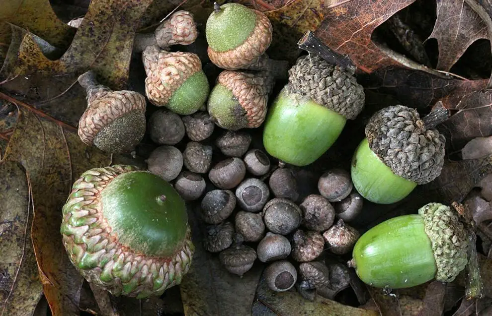 Tipos de bellotas mejores para pollos