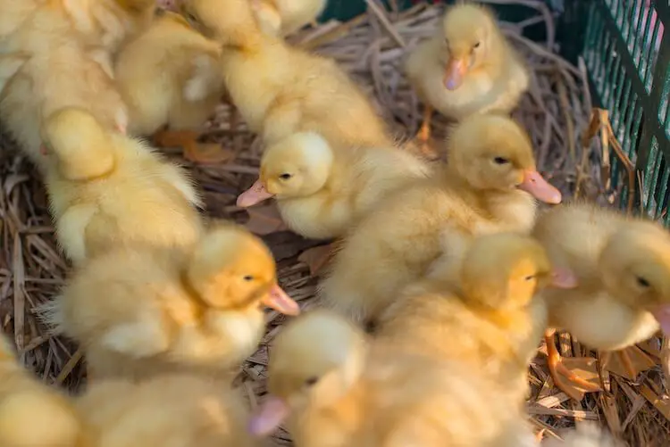 patitos nacidos