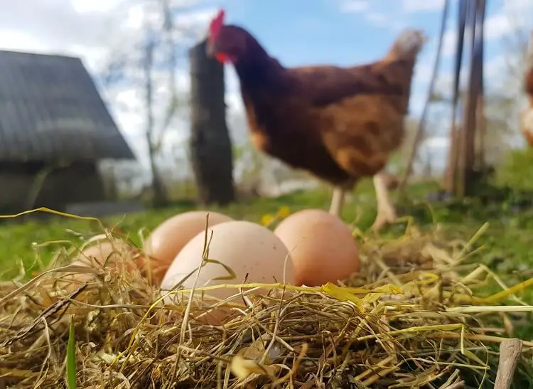 Huevos De Gallina De Patio Trasero