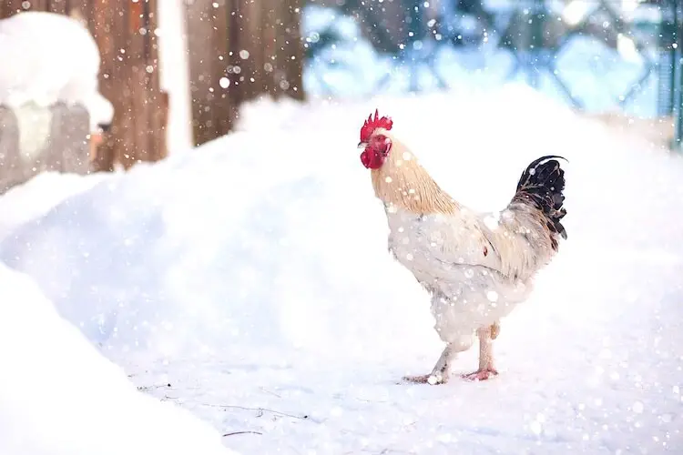 pollo en la nieve