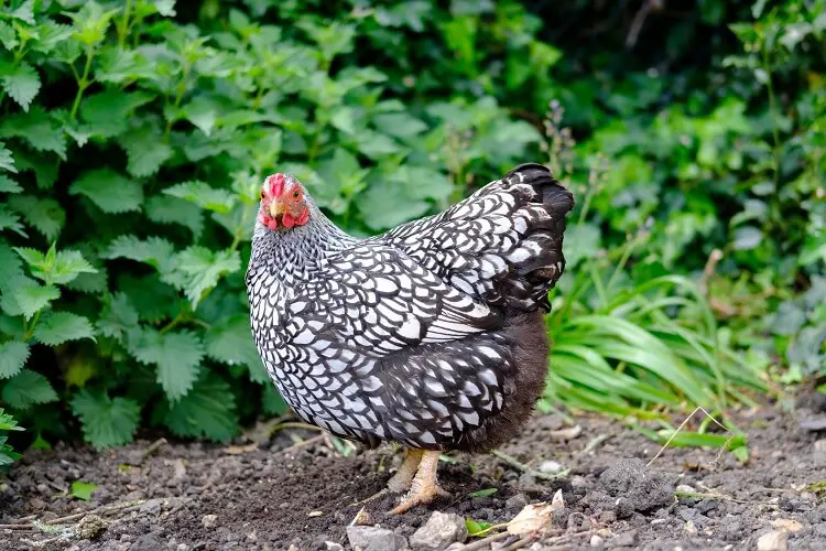 Pollos Wyandottes Plateados