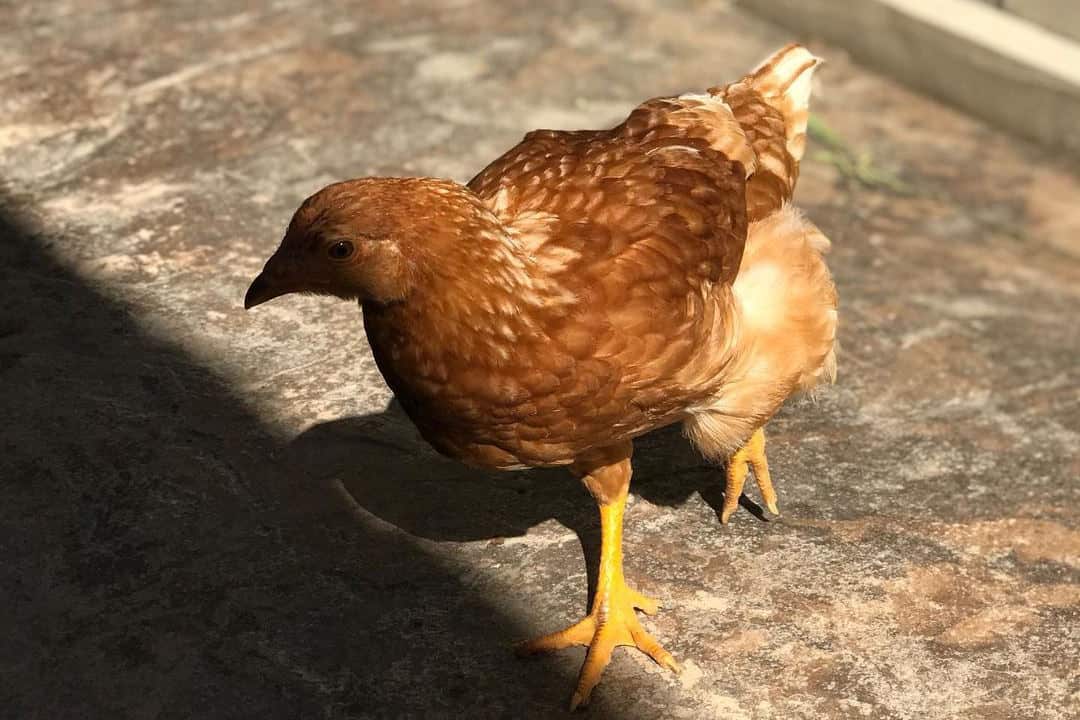 pollo marrón lohmann