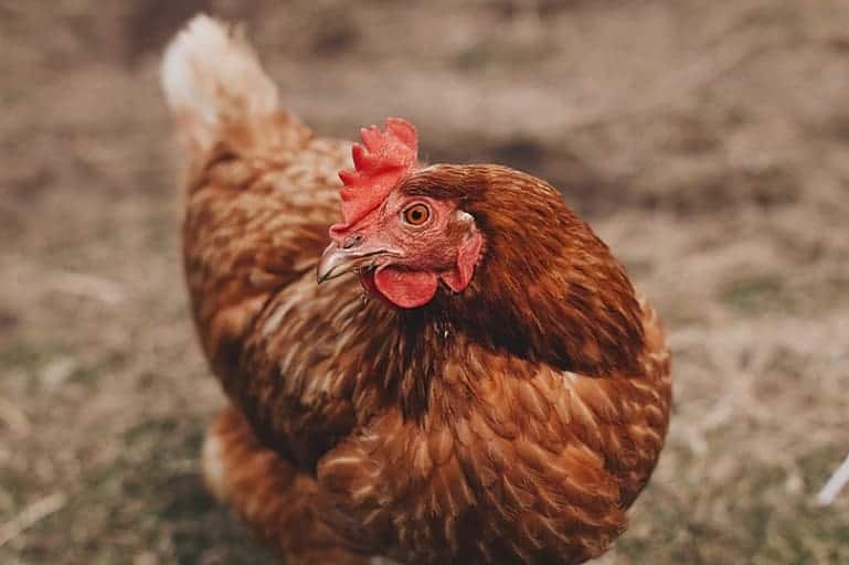 pollos marrones lohmann