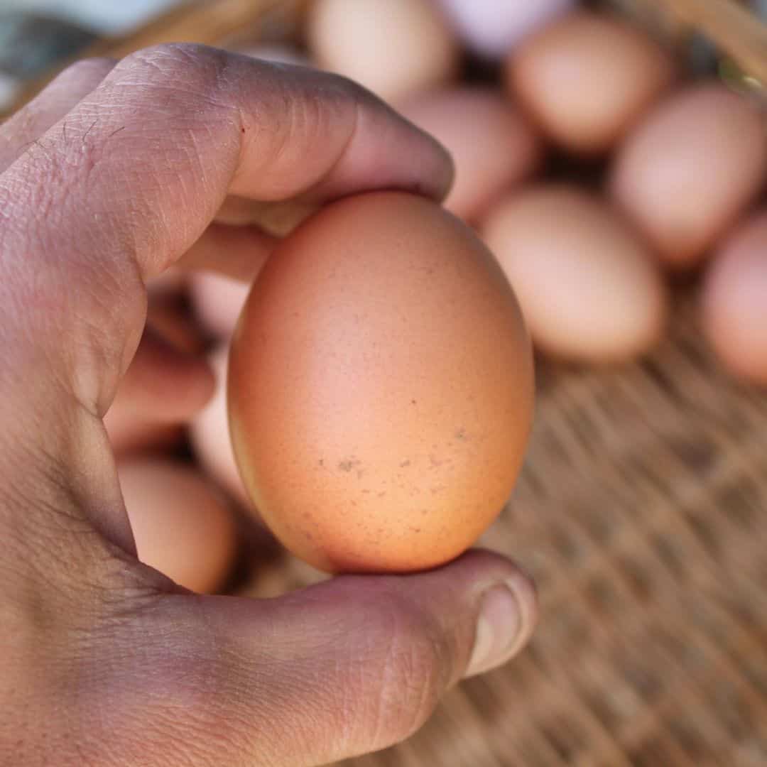 pollo lohman