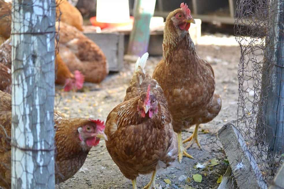 Vendo gallinas lohmann brown
