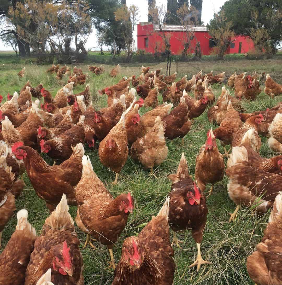 loman de pollo