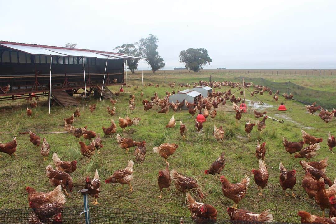gallinas marrones