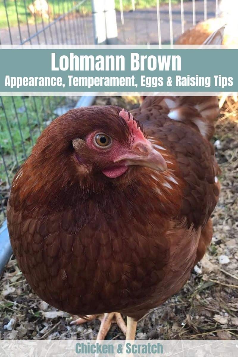 pollos marrones lowman
