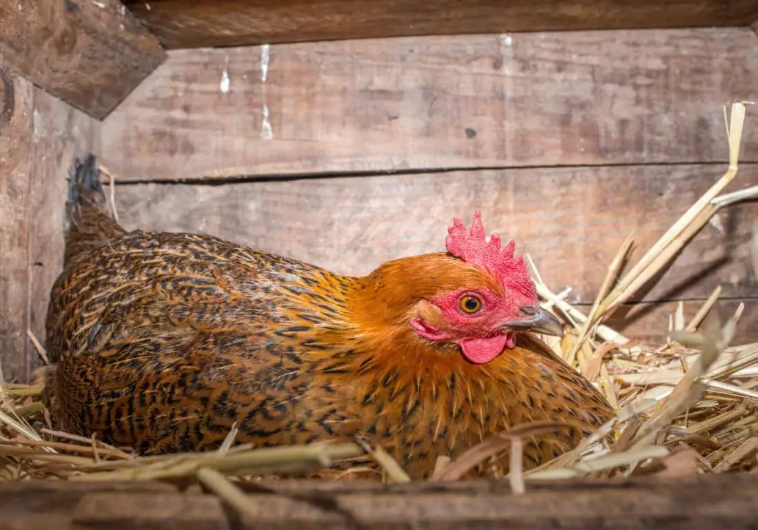 material del piso del gallinero