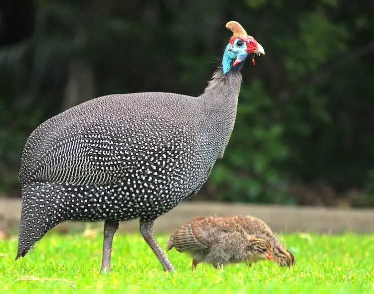 Gallina de Guinea con casco