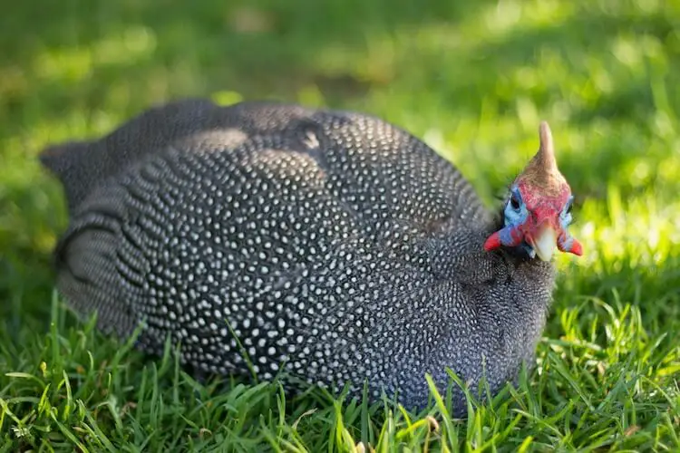 Gallina de Guinea