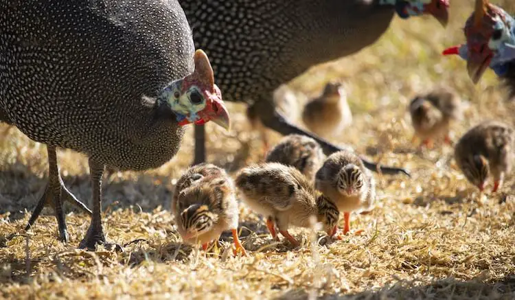 gallina con keets