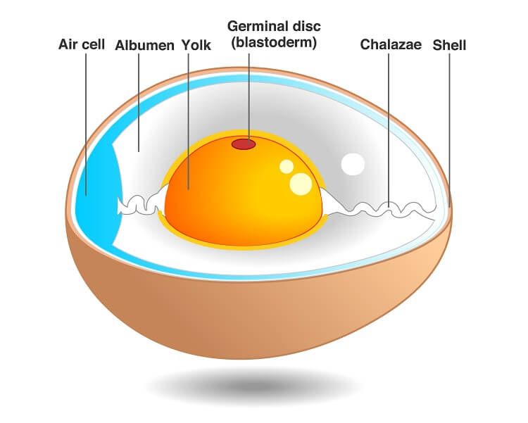 Anatomía del huevo