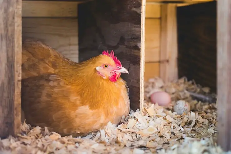 Pollo En Caja Nido